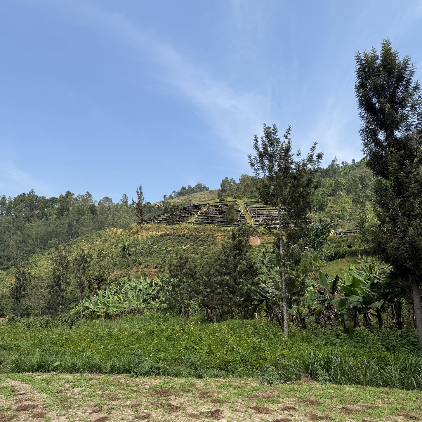 ルワンダーコーヒー豆 キリンビ