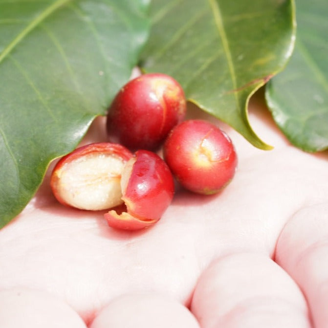 台湾産　92向陽高山農園コーヒー豆
