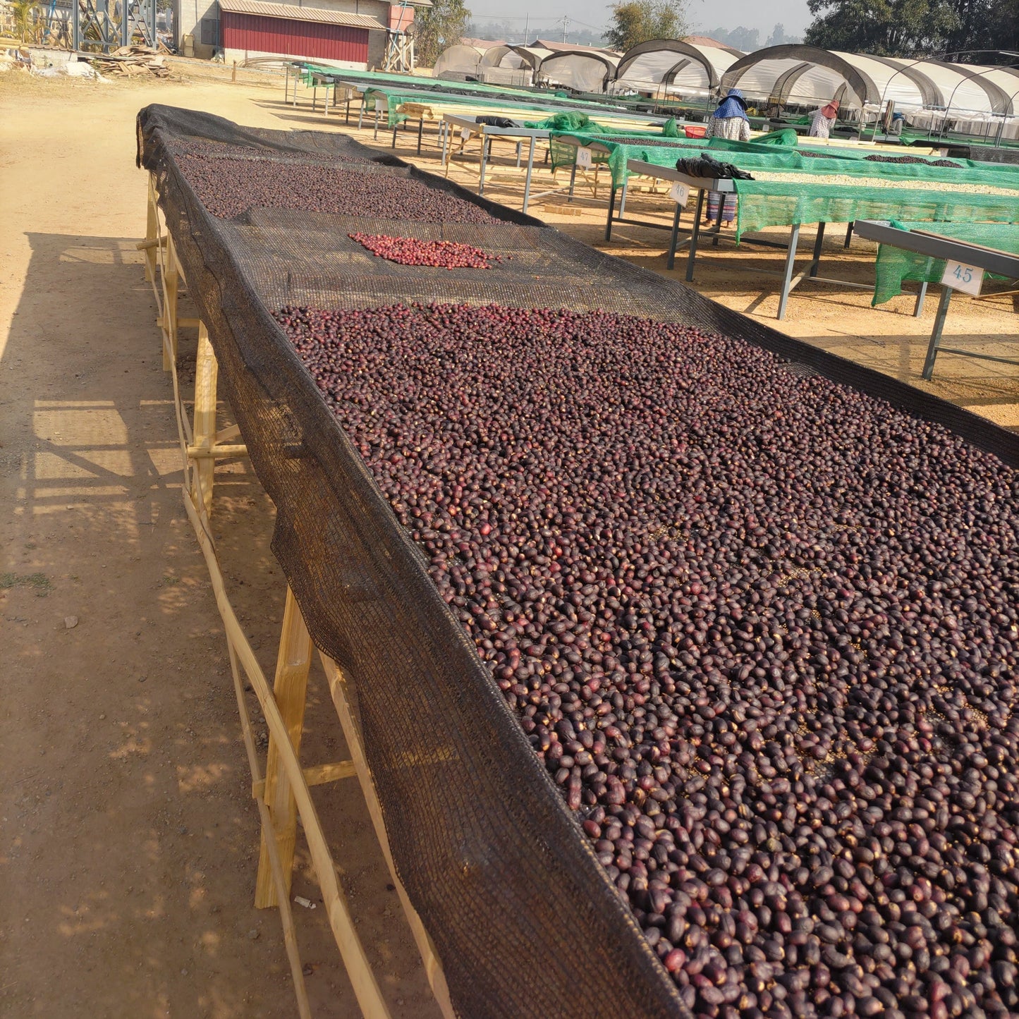 ミャンマーコーヒー豆 ナチュラル