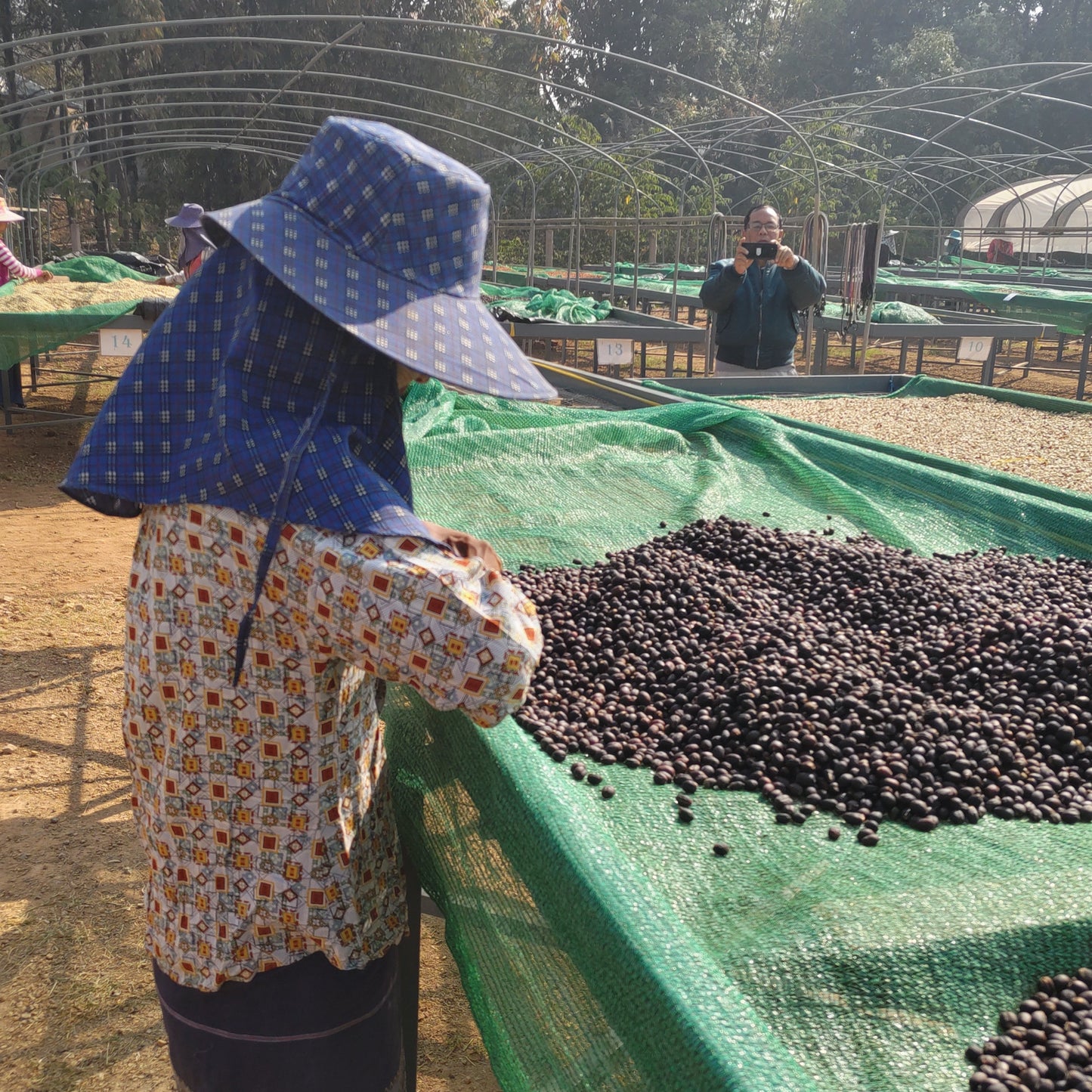 ミャンマーコーヒー豆 ナチュラル