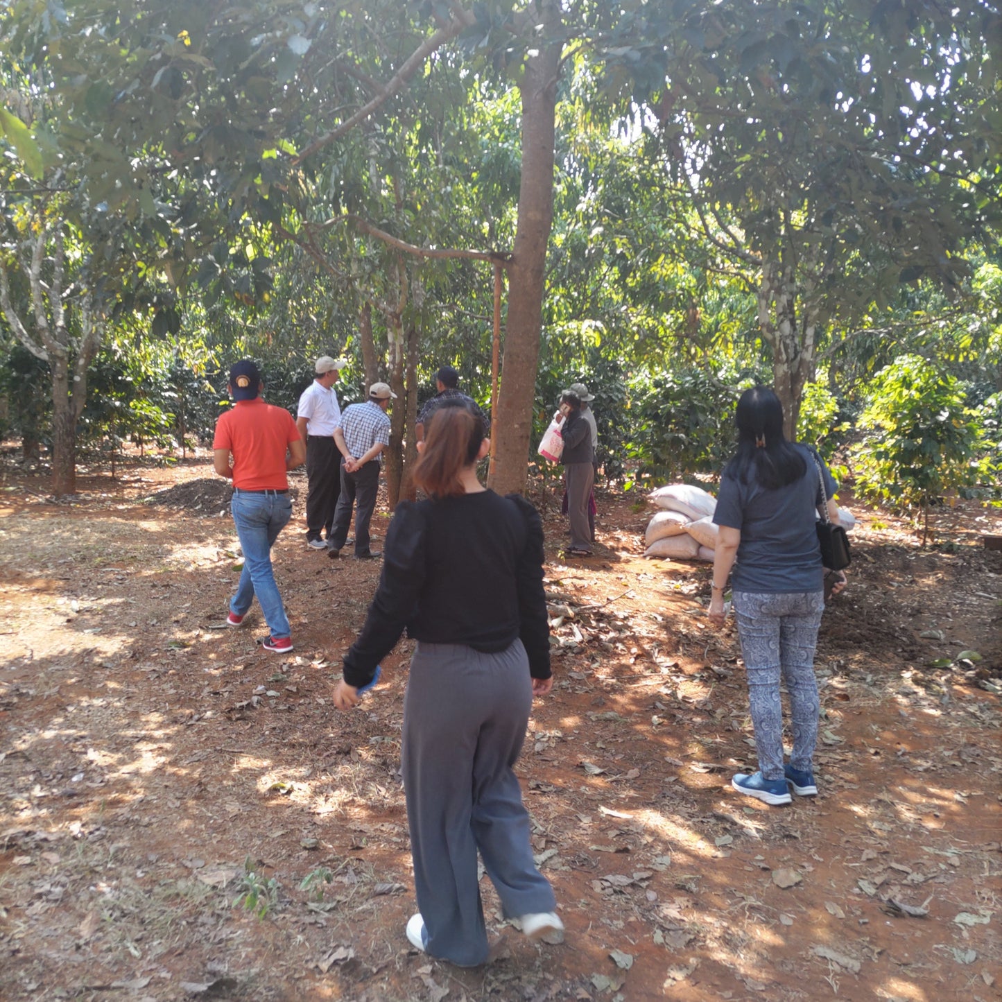 ミャンマーコーヒー豆 ナチュラル