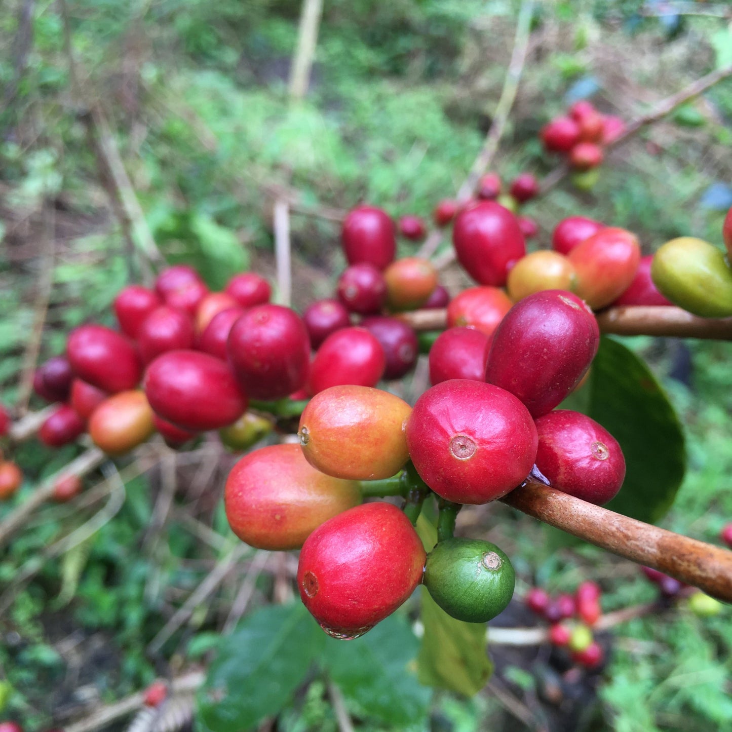 ゲイシャコーヒー豆 ラスフローレス農園 200g