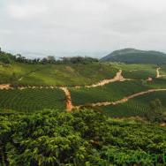 ブラジルコーヒー豆 パッセイオ農園 200g