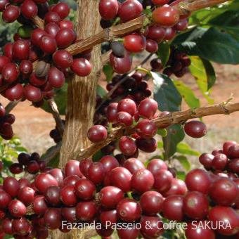 ブラジルコーヒー豆 パッセイオ農園 200g