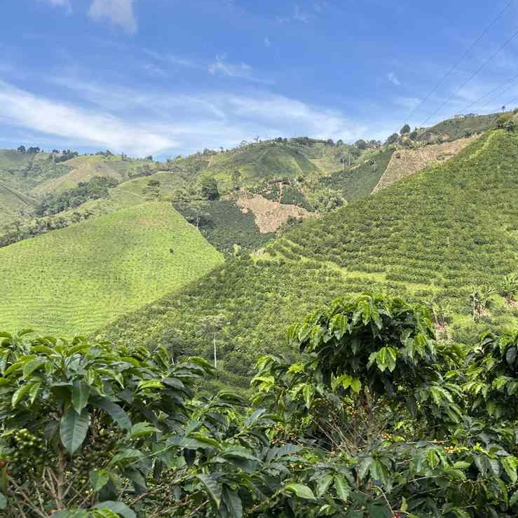 コロンビアコーヒー豆 ゲイシャ 200g