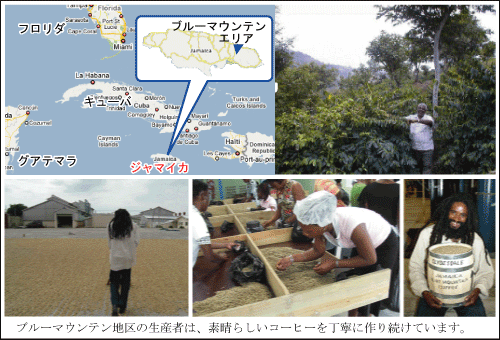 ブルーマウンテンNo.1コーヒー豆 200g |本物のブルマン100%