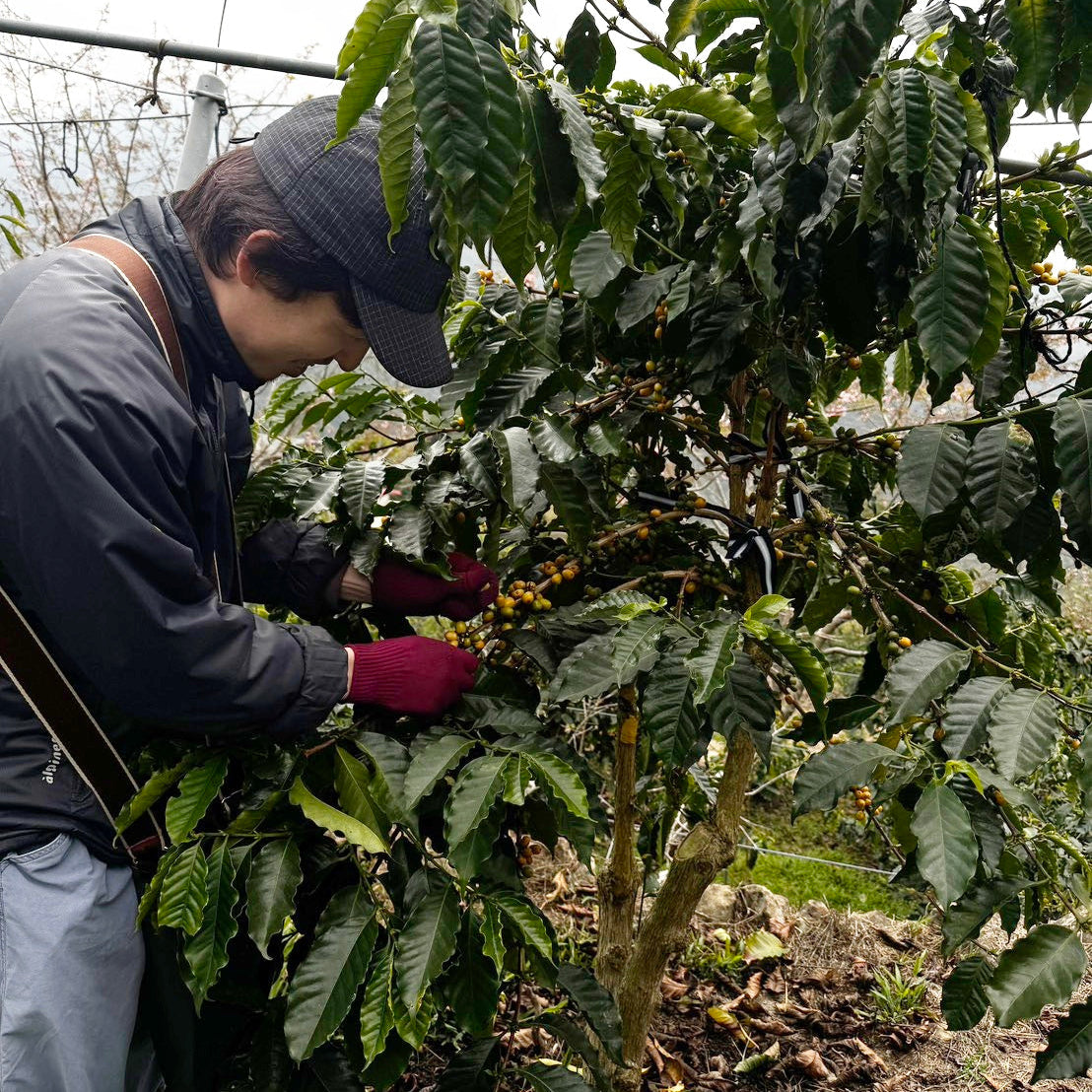 台湾コーヒー豆　古峰咖啡荘園　ゲイシャ