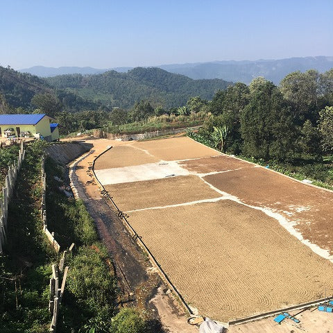 タイコーヒー豆　ブルーコフ