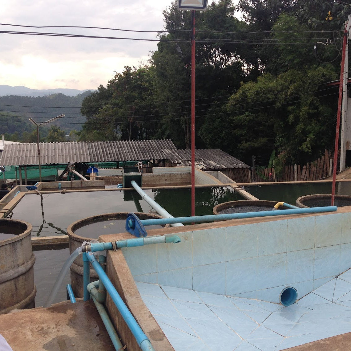 タイコーヒー豆　ブルーコフ