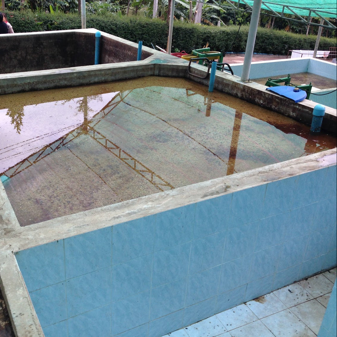 タイコーヒー豆　ブルーコフ