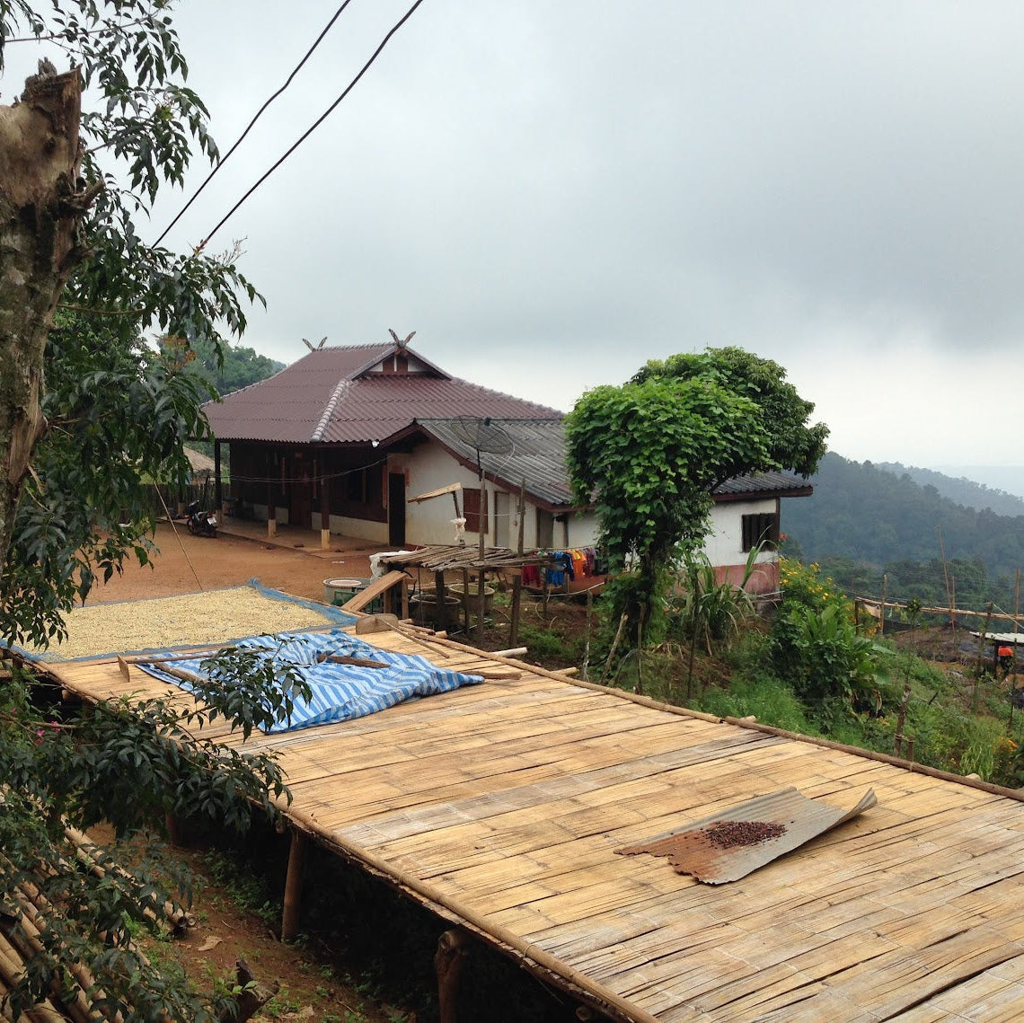 タイコーヒー豆　ブルーコフ