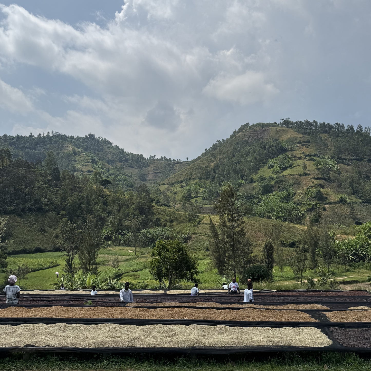 ルワンダーコーヒー豆　キリンビ