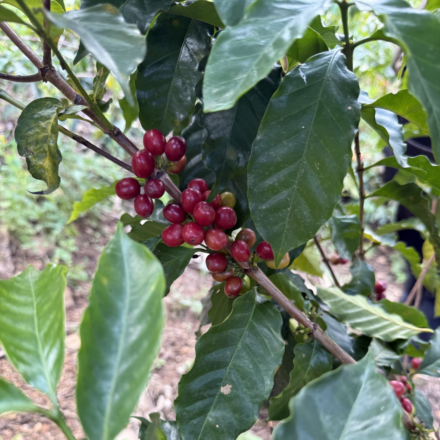 ルワンダーコーヒー豆　キリンビ