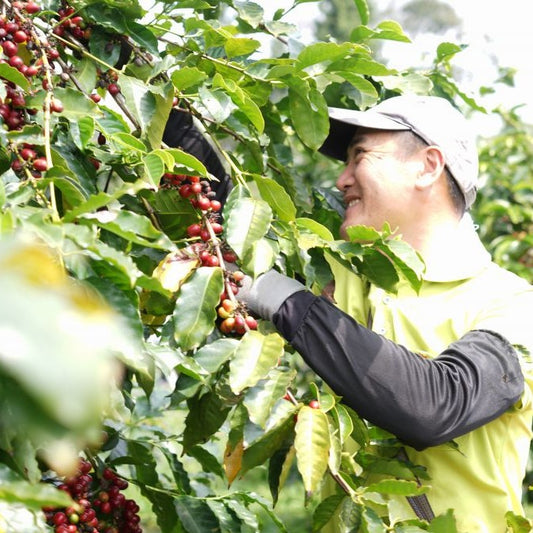 台湾産　92向陽高山農園コーヒー豆