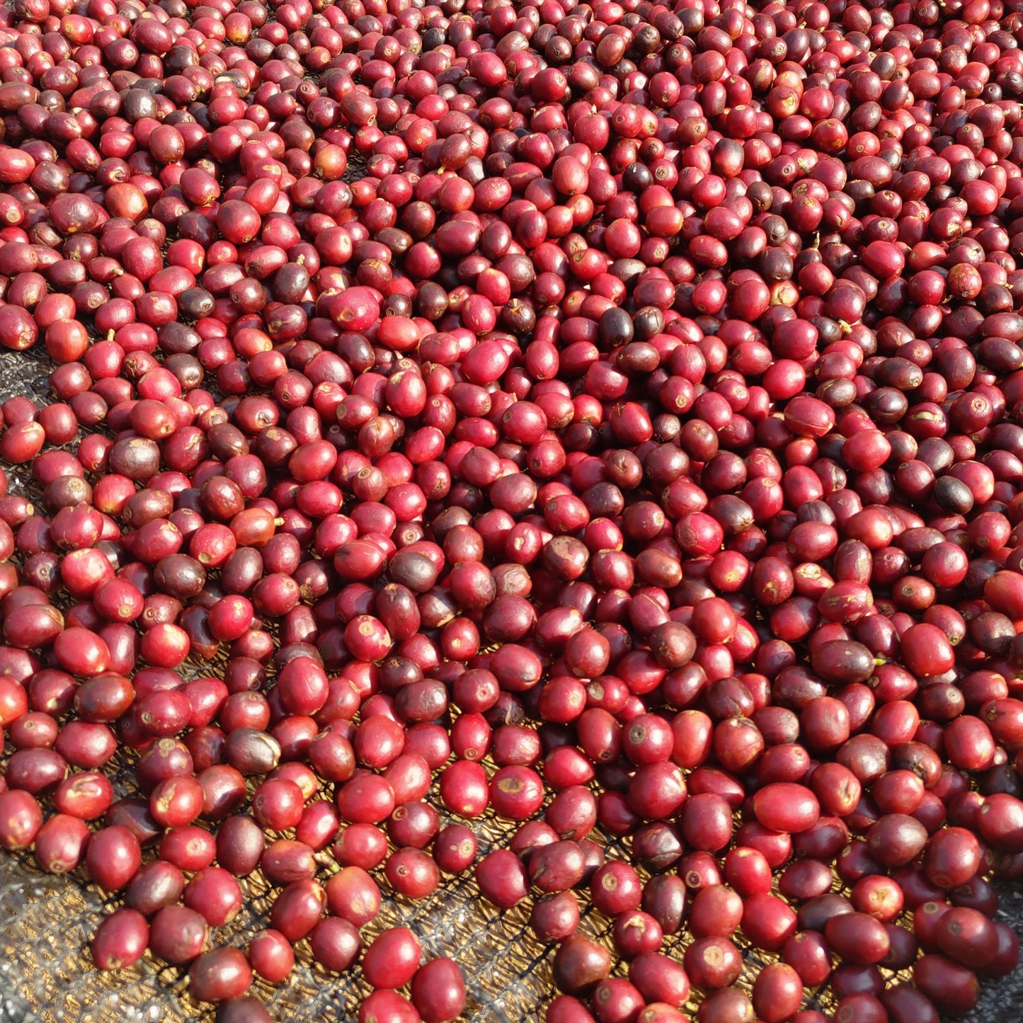 ミャンマーコーヒー豆　ナチュラル