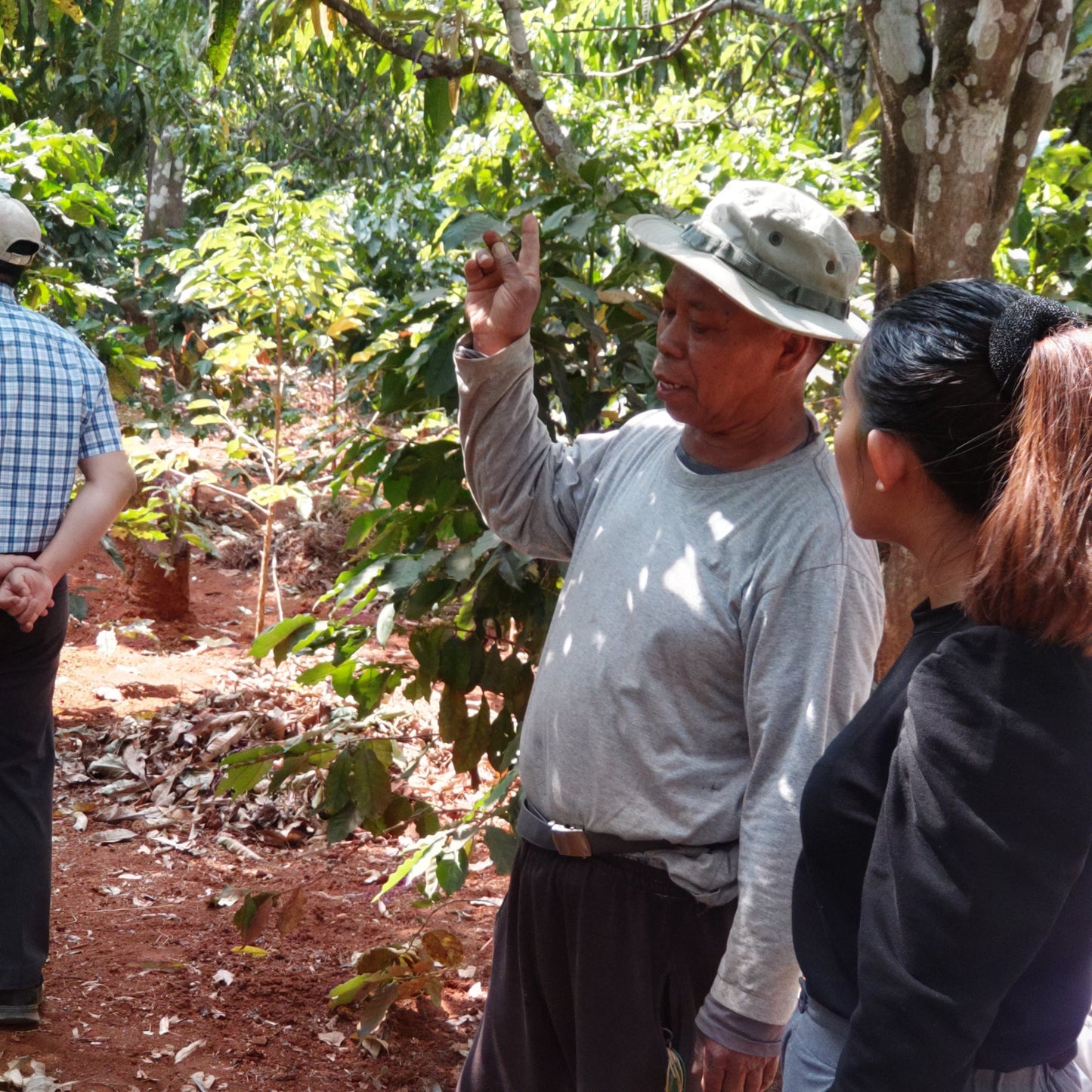 ミャンマーコーヒー豆　ナチュラル