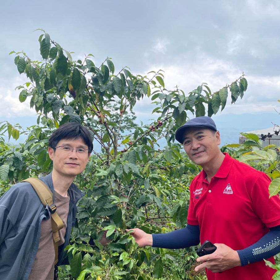 台湾産　92向陽高山農園コーヒー豆