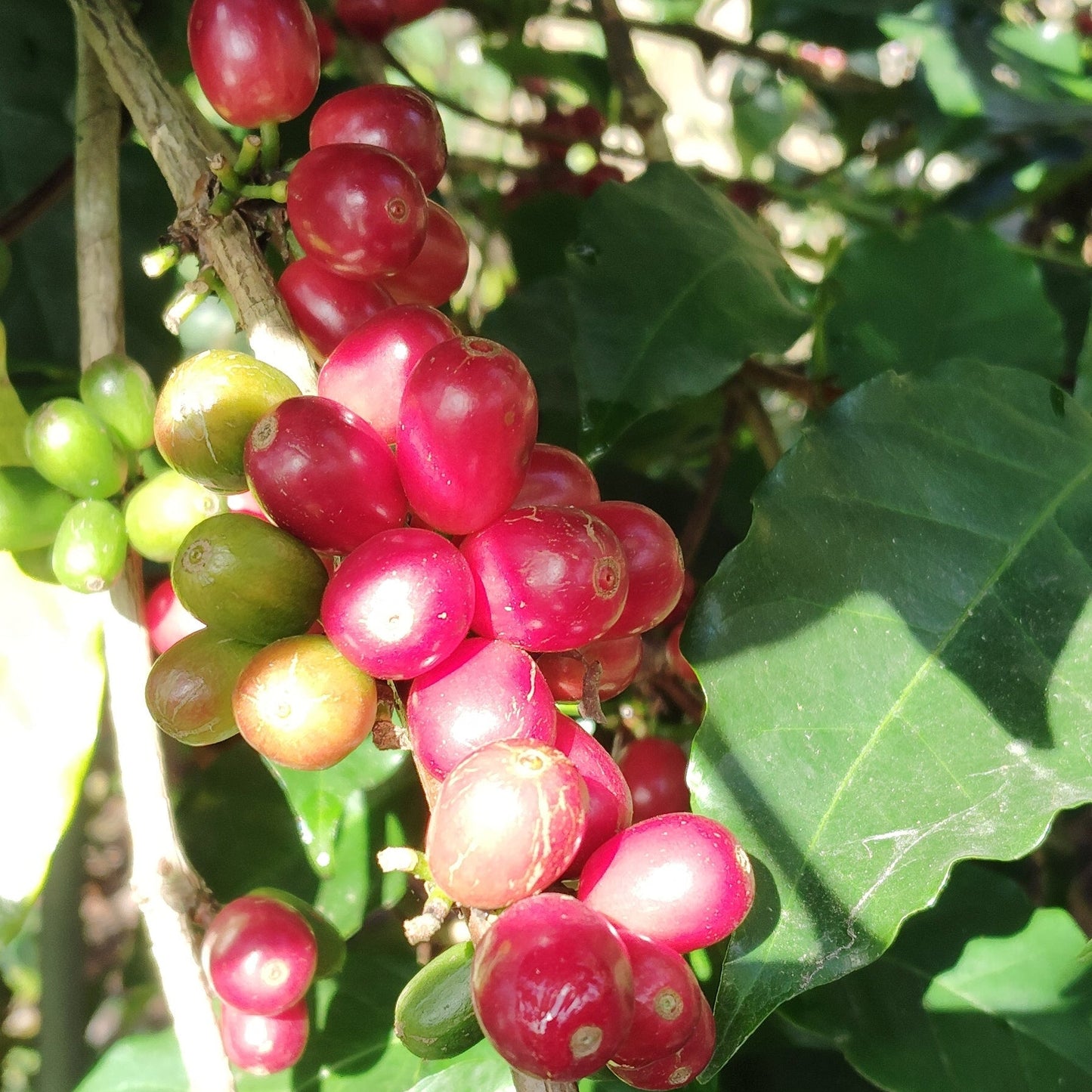 台湾コーヒー豆　古峰咖啡荘園　ゲイシャ