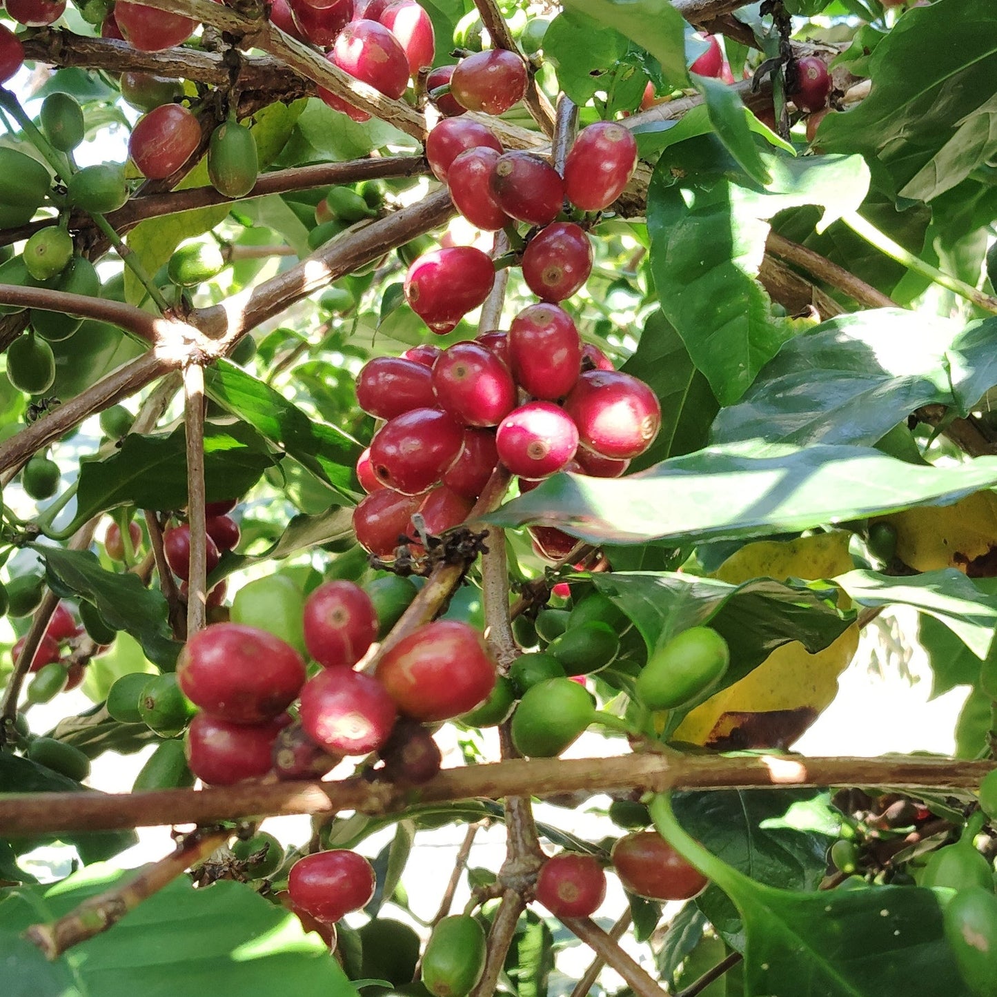 台湾コーヒー豆　古峰咖啡荘園　ゲイシャ