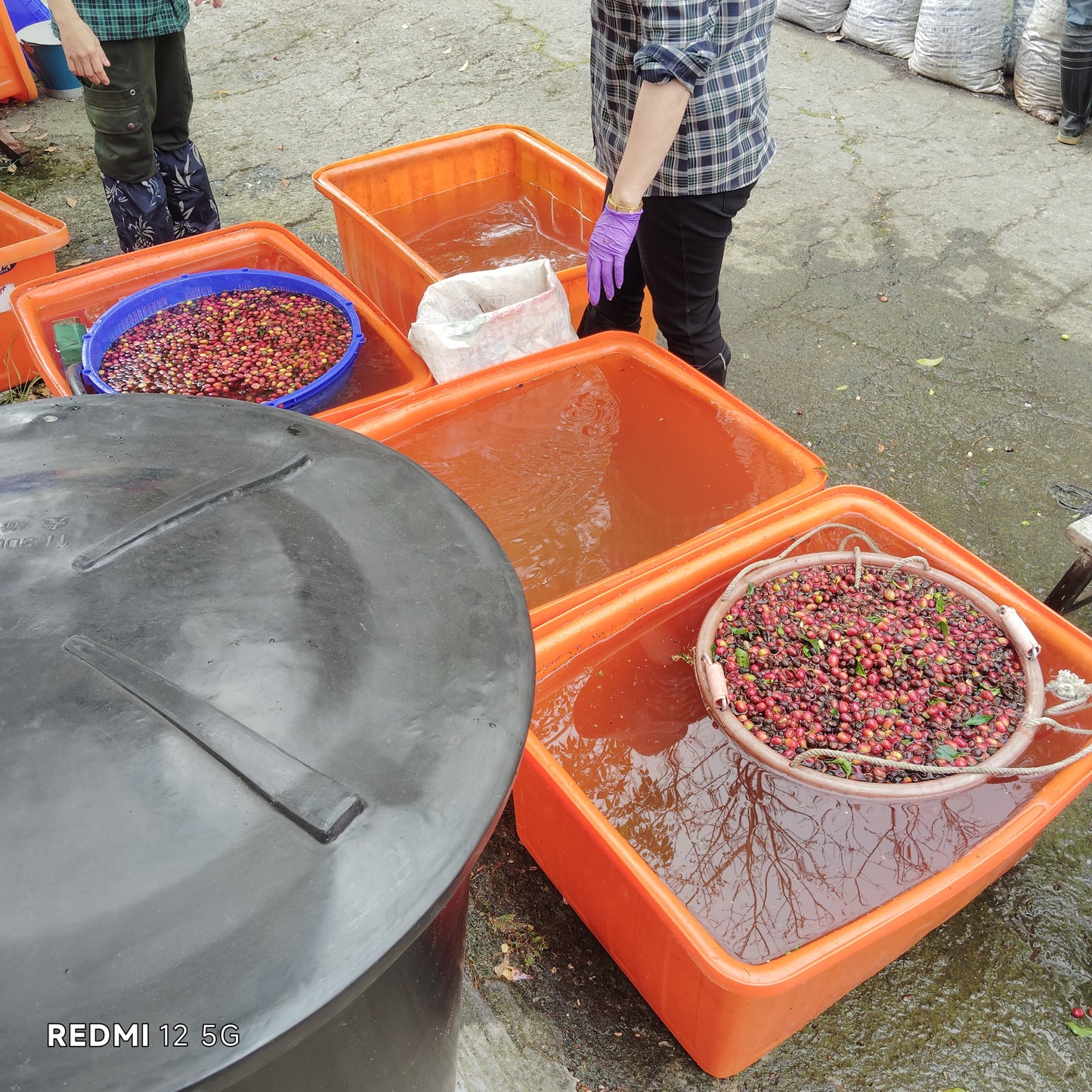 台湾コーヒー豆　古峰咖啡荘園　ゲイシャ
