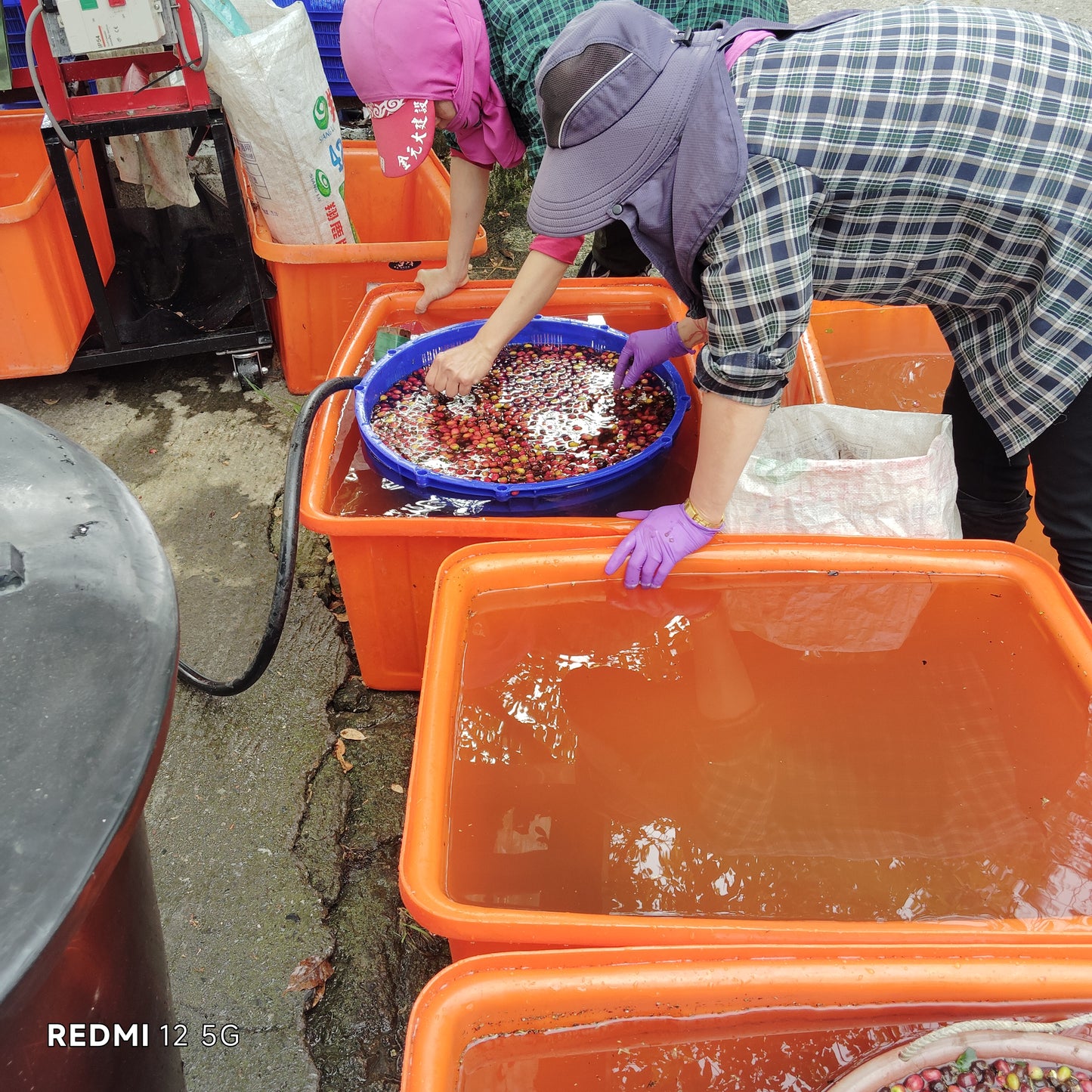 台湾コーヒー豆　古峰咖啡荘園　ゲイシャ