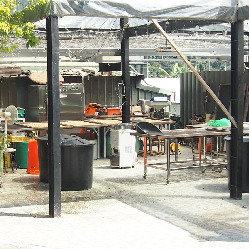 台湾コーヒー豆　古峰咖啡荘園　ゲイシャ