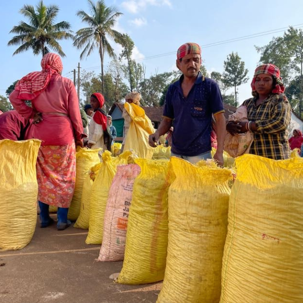 インドコーヒー豆　サンガメシュワー