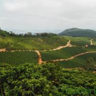 ブラジルコーヒー生豆　パッセイオ農園　生豆200g　深煎向　香ばしい　初心者向